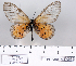  (Acraea kalinzu - BC-MNHNJP0679)  @14 [ ] Copyright (2011) Dominique Bernaud Research Collection of Dominique Bernaud