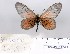  (Acraea alberta - BC-MNHNJP0681)  @13 [ ] Copyright (2011) Dominique Bernaud Research Collection of Dominique Bernaud
