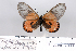  (Acraea eltringhami - BC-MNHNJP0685)  @14 [ ] Copyright (2011) Dominique Bernaud Research Collection of Dominique Bernaud