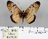  (Acraea caecilia - BC-MNHNJP0692)  @13 [ ] Copyright (2011) Dominique Bernaud Research Collection of Dominique Bernaud