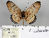  ( - BC-MNHNJP0692)  @13 [ ] Copyright (2011) Dominique Bernaud Research Collection of Dominique Bernaud