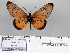  ( - BC-MNHNJP0694)  @14 [ ] Copyright (2011) Dominique Bernaud Research Collection of Dominique Bernaud