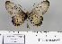  ( - BC-MNHNJP0695)  @13 [ ] Copyright (2011) Dominique Bernaud Research Collection of Dominique Bernaud