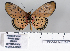  ( - BC-MNHNJP0697)  @11 [ ] Copyright (2011) Dominique Bernaud Research Collection of Dominique Bernaud