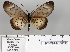  (Acraea oncaea shimba - BC-MNHNJP0698)  @13 [ ] Copyright (2011) Dominique Bernaud Research Collection of Dominique Bernaud