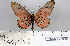  ( - BC-MNHNJP0699)  @13 [ ] Copyright (2011) Dominique Bernaud Research Collection of Dominique Bernaud
