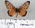 (Acraea lyci - BC-MNHNJP0703)  @14 [ ] Copyright (2011) Dominique Bernaud Research Collection of Dominique Bernaud