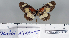  (Acraea sotikensis - BC-MNHNJP0711)  @12 [ ] Copyright (2011) Dominique Bernaud Research Collection of Dominique Bernaud
