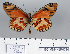  (Acraea ventura - BC-MNHNJP0720)  @13 [ ] Copyright (2011) Dominique Bernaud Research Collection of Dominique Bernaud