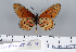  (Acraea anacreon - BC-MNHNJP0722)  @13 [ ] Copyright (2011) Dominique Bernaud Research Collection of Dominique Bernaud