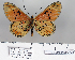  (Acraea parei - BC-MNHNJP0724)  @14 [ ] Copyright (2011) Dominique Bernaud Research Collection of Dominique Bernaud