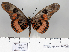  ( - BC-MNHNJP0730)  @13 [ ] Copyright (2011) Dominique Bernaud Research Collection of Dominique Bernaud