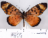  (Acraea acara - BC-MNHNJP0734)  @14 [ ] Copyright (2011) Dominique Bernaud Research Collection of Dominique Bernaud