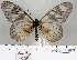  (Acraea thelestis - BC-MNHNJP0737)  @14 [ ] Copyright (2011) Dominique Bernaud Research Collection of Dominique Bernaud