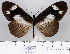  ( - BC-MNHNJP0738)  @13 [ ] Copyright (2011) Dominique Bernaud Research Collection of Dominique Bernaud