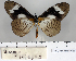  (Acraea kivuana - BC-MNHNJP0739)  @14 [ ] Copyright (2011) Dominique Bernaud Research Collection of Dominique Bernaud