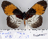  (Acraea kivuensis - BC-MNHNJP0745)  @14 [ ] Copyright (2011) Dominique Bernaud Research Collection of Dominique Bernaud