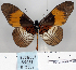  (Acraea moforsa - BC-MNHNJP0752)  @15 [ ] Copyright (2011) Dominique Bernaud Research Collection of Dominique Bernaud