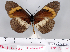  ( - BC-MNHNJP0753)  @13 [ ] Copyright (2011) Dominique Bernaud Research Collection of Dominique Bernaud