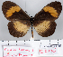  (Acraea leopoldina - BC-MNHNJP0756)  @14 [ ] Copyright (2011) Dominique Bernaud Research Collection of Dominique Bernaud