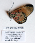  ( - BC-MNHNJP0772)  @12 [ ] Copyright (2011) Dominique Bernaud Research Collection of Dominique Bernaud