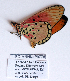  ( - BC-MNHNJP0775)  @12 [ ] Copyright (2011) Dominique Bernaud Research Collection of Dominique Bernaud