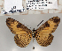  ( - BC-MNHNJP0779)  @12 [ ] Copyright (2011) Dominique Bernaud Research Collection of Dominique Bernaud