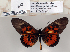  (Acraea abdera - BC-MNHNJP0782)  @14 [ ] Copyright (2011) Dominique Bernaud Research Collection of Dominique Bernaud