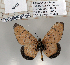  (Acraea omrora - BC-MNHNJP0789)  @13 [ ] Copyright (2011) Dominique Bernaud Research Collection of Dominique Bernaud