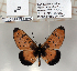  ( - BC-MNHNJP0790)  @13 [ ] Copyright (2011) Dominique Bernaud Research Collection of Dominique Bernaud