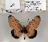  ( - BC-MNHNJP0790)  @13 [ ] Copyright (2011) Dominique Bernaud Research Collection of Dominique Bernaud