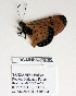  ( - BC-MNHNJP0790)  @12 [ ] Copyright (2011) Dominique Bernaud Research Collection of Dominique Bernaud