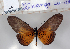  (Acraea vestalis - BC-MNHNJP0798)  @14 [ ] Copyright (2011) Dominique Bernaud Research Collection of Dominique Bernaud