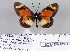  (Acraea excelsior - BC-MNHNJP0811)  @13 [ ] Copyright (2011) Dominique Bernaud Research Collection of Dominique Bernaud