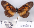  (Acraea althoffi - BC-MNHNJP0812)  @14 [ ] Copyright (2011) Dominique Bernaud Research Collection of Dominique Bernaud
