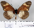  (Acraea toruna - BC-MNHNJP0814)  @14 [ ] Copyright (2011) Dominique Bernaud Research Collection of Dominique Bernaud