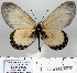  (Acraea turlini - BC-MNHNJP0816)  @14 [ ] Copyright (2011) Dominique Bernaud Research Collection of Dominique Bernaud