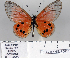  (Acraea cuva - BC-MNHNJP0818)  @14 [ ] Copyright (2011) Dominique Bernaud Research Collection of Dominique Bernaud