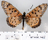  (Acraea chilo - BC-MNHNJP0820)  @13 [ ] Copyright (2011) Dominique Bernaud Research Collection of Dominique Bernaud