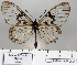  (Acraea rabbaiae - BC-MNHNJP0824)  @13 [ ] Copyright (2011) Dominique Bernaud Research Collection of Dominique Bernaud