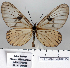  (Acraea mombasae - BC-MNHNJP0825)  @14 [ ] Copyright (2011) Dominique Bernaud Research Collection of Dominique Bernaud