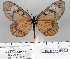  (Acraea zonata - BC-MNHNJP0827)  @14 [ ] Copyright (2011) Dominique Bernaud Research Collection of Dominique Bernaud