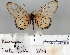 (Acraea equatorialis - BC-MNHNJP0829)  @13 [ ] Copyright (2011) Dominique Bernaud Research Collection of Dominique Bernaud
