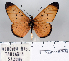  (Acraea neluska - BC-MNHNJP0830)  @14 [ ] Copyright (2011) Dominique Bernaud Research Collection of Dominique Bernaud