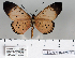  (Acraea pudorella - BC-MNHNJP0831)  @14 [ ] Copyright (2011) Dominique Bernaud Research Collection of Dominique Bernaud