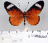  (Acraea rhodesiana - BC-MNHNJP0833)  @14 [ ] Copyright (2011) Dominique Bernaud Research Collection of Dominique Bernaud