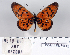  (Acraea buettneri - BC-MNHNJP0834)  @14 [ ] Copyright (2011) Dominique Bernaud Research Collection of Dominique Bernaud