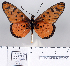  (Acraea sykesi - BC-MNHNJP0838)  @14 [ ] Copyright (2011) Dominique Bernaud Research Collection of Dominique Bernaud