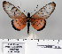  (Acraea braesia - BC-MNHNJP0839)  @14 [ ] Copyright (2011) Dominique Bernaud Research Collection of Dominique Bernaud