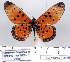  (Acraea manca - BC-MNHNJP0840)  @14 [ ] Copyright (2011) Dominique Bernaud Research Collection of Dominique Bernaud